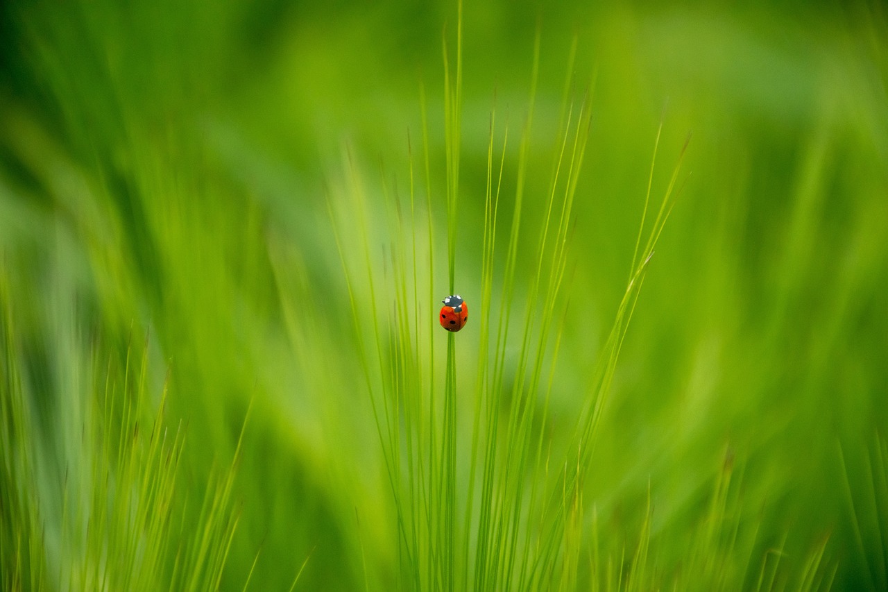 How Climate Change Drives Beetle Population Booms